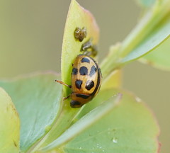 Peltoschema basicolle