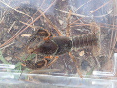 Procambarus advena
