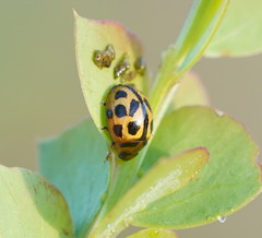 Peltoschema basicolle