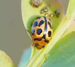 Peltoschema basicolle