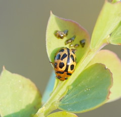 Peltoschema basicolle