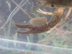 Procambarus barbatus