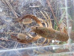 Procambarus barbatus