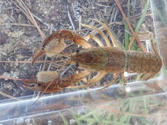Procambarus barbatus