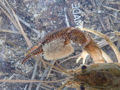 Procambarus barbatus