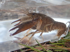 Procambarus barbatus