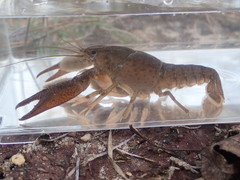 Procambarus barbatus