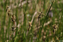 Carex praecox