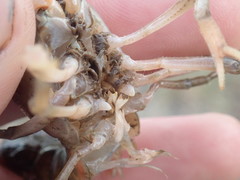 Procambarus barbatus