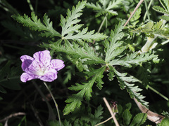 Geranium drakensbergensis