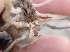 Procambarus barbatus