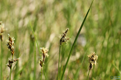 Carex praecox