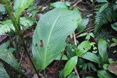 Goeppertia marantifolia
