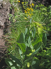 Senecio isatideus