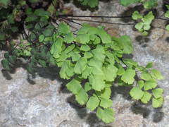 Adiantum poiretii