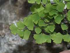 Adiantum poiretii