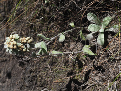 Helichrysum sutherlandii