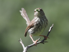 Karoo Prinia photo 2
