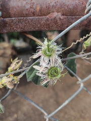 Passiflora porphyretica