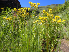 Helichrysum tenax