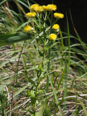 Helichrysum tenax