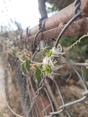 Passiflora porphyretica