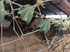 Passiflora porphyretica