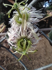 Passiflora porphyretica