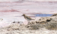 Charadrius pecuarius