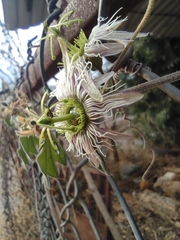Passiflora porphyretica