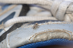 Evarcha infrastriata