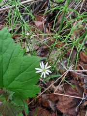 Stellaria peduncularis