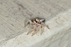 Evarcha infrastriata