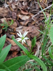 Stellaria peduncularis