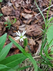 Stellaria peduncularis