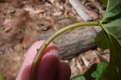 Passiflora serratodigitata