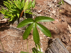 Passiflora serratodigitata