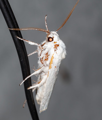 Cryptophasa gypsomera