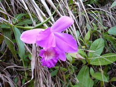 Sobralia rosea