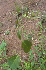 Passiflora glandulosa