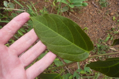 Passiflora glandulosa