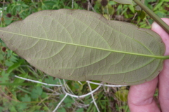 Passiflora glandulosa