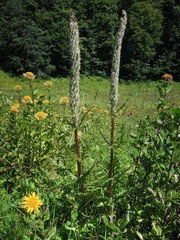 Pedicularis atropurpurea
