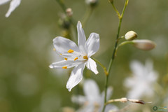 Anthericum