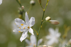 Anthericum
