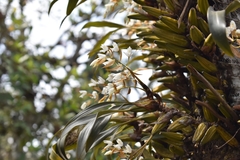 Coelogyne breviscapa