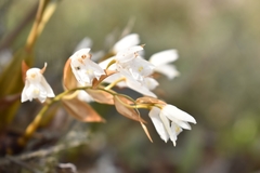 Coelogyne breviscapa