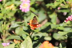 Anthanassa atronia