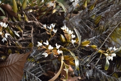 Coelogyne breviscapa
