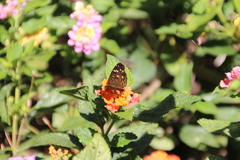 Anthanassa atronia